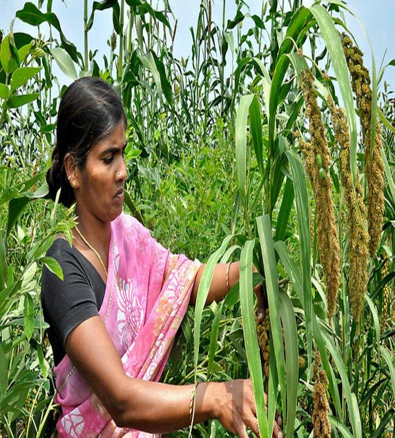 A farmer from Raikode mandal of Medak district grows millets and earns good money despite drought conditions prevailing in Telangana.